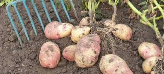 На какую глубину и на каком расстоянии сажать картофель: схема и инструкция