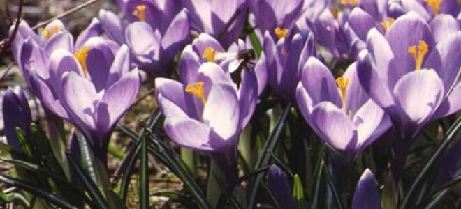 Посадка крокусов осенью в грунт