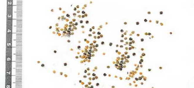 Матиола розовая: фото, выращивание, посадка и уход