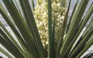 Виды цветов с названиями и фото