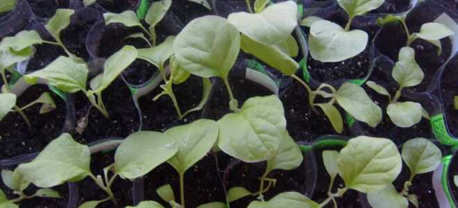 Баклажаны: выращивание и уход в открытом грунте