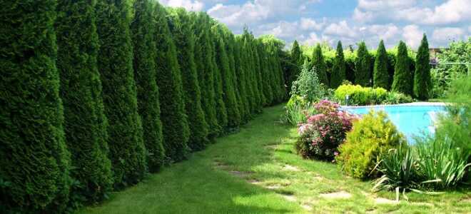 Декоративные деревья для сада с фото с названиями