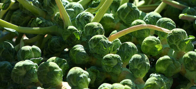 Как вырастить брюссельскую капусту в открытом грунте