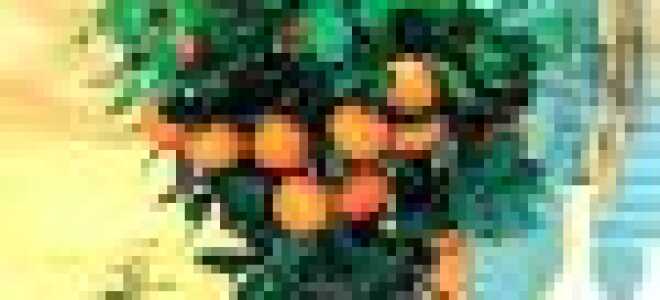 Мандариновое дерево: посадка и уход в домашних условиях