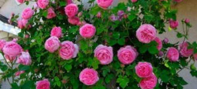 Плетистая роза: подготовка к холодам и укрытие на зиму + видео