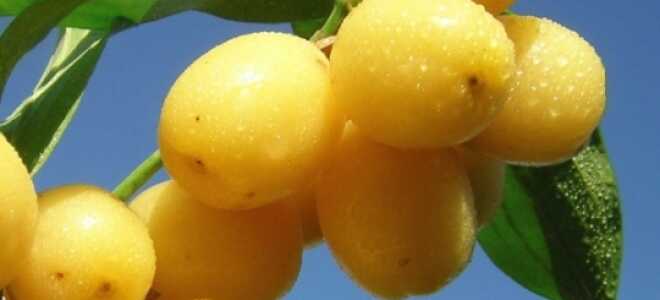 Кизил: посадка, выращивание и уход в открытом грунте