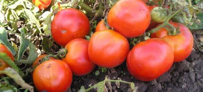 Томат “Анастасия”: описание сорта, фото, посадка и уход
