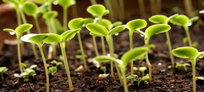 Барботирование семян в домашних условиях