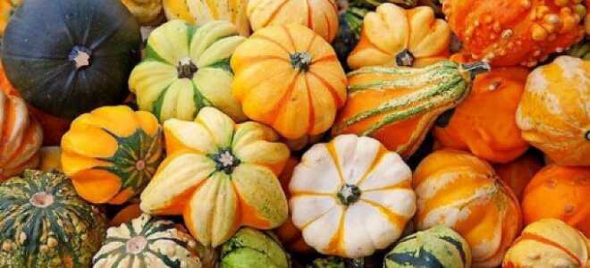 Декоративные тыквы с фото и названиями