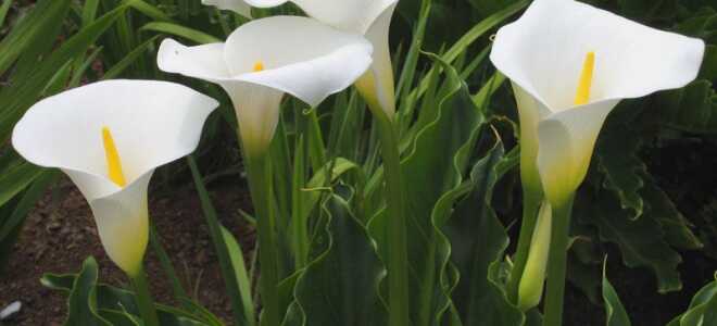 Калла – описание, выращивание, виды, сорта, уход, где растет, фото