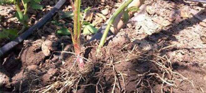 Ежевика – описание, выращивание, виды, сорта, уход, где растет, фото