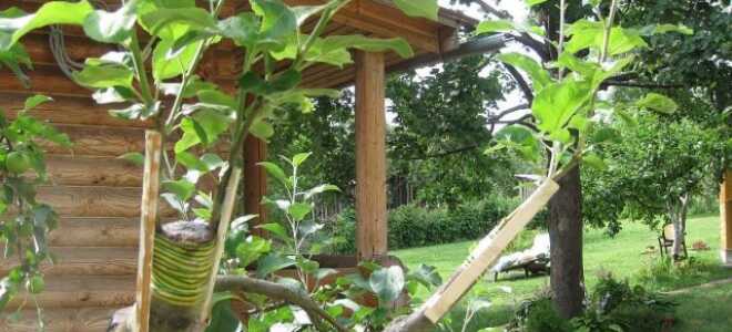 Прививка яблонь осенью для начинающих