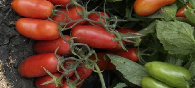 Томат “Гулливер”: описание сорта, отзывы, фото