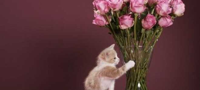 Как сохранить срезанные розы в вазе дольше всего