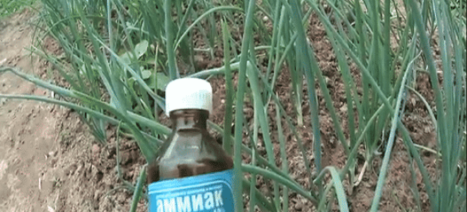 Подкормка лука нашатырным спиртом