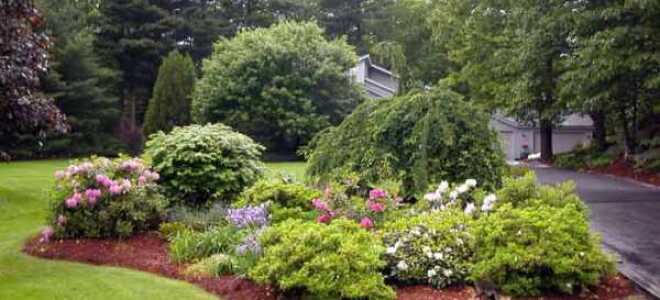 Карликовые деревья для сада с названиями и фото