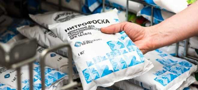 Удобрение нитрофоска – применение для помидор