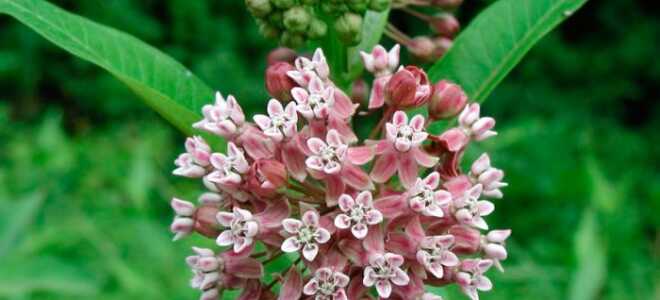 Ваточник сирийский: посадка и уход в открытом грунте + фото