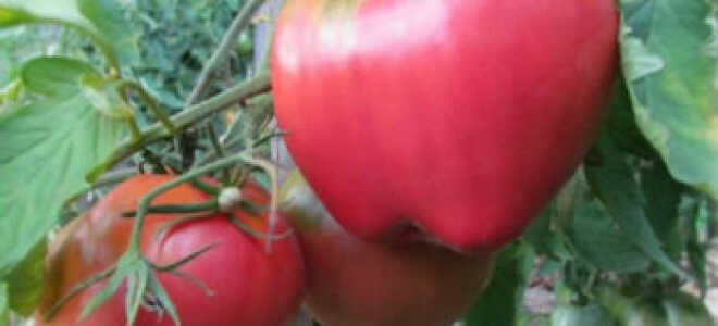 Томат “Батяня”: характеристика и описание сорта, урожайность, отзывы, фото