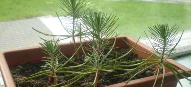 Голубая ель из семян в домашних условиях: посадка и выращивание