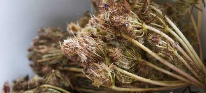 Семена моркови: лучшие по отзывам сорта для открытого грунта