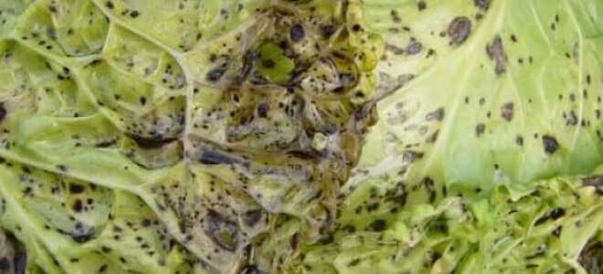 Болезни капусты: с фото, описанием и их лечение