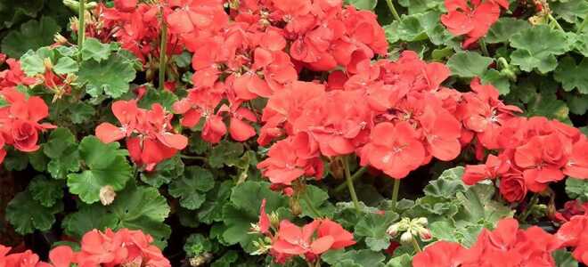 Цветок “Пеларгония”: описание, фото, уход в домашних условиях