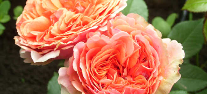 Роза “Чиппендейл”: фото и описание сорта, отзывы