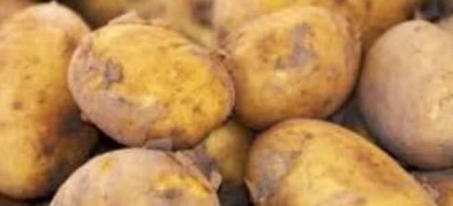 Картофель Вектор: описание сорта, фото, отзывы