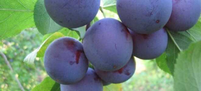 Слива яичная синяя: описание сорта, фото, посадка и уход