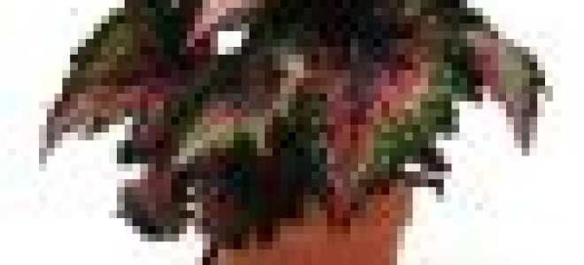 Размножение бегонии черенками или листом в домашних условиях