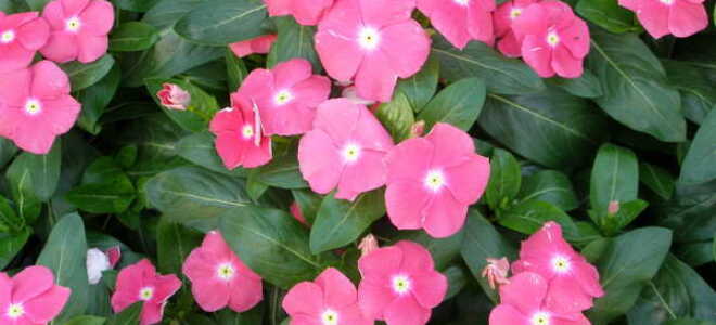 Барвинок: посадка и уход в открытом грунте + фото