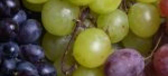 Красные сорта винограда для вина