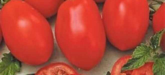 Томаты “Рио гранде”: описание, посадка и уход, отзывы