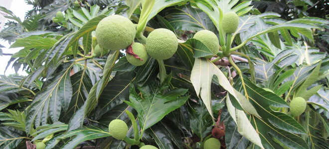 Хлебное дерево: фото и описание, где оно растёт, плоды