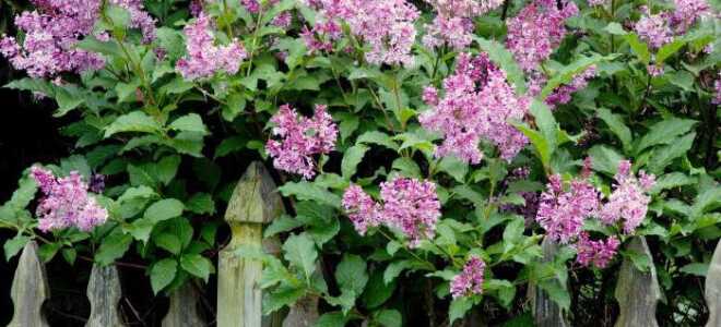 Сорта сирени с описанием, фото и названиями