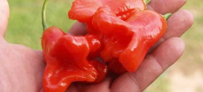 Перец “Колокольчик”: описание сорта, фото, отзывы