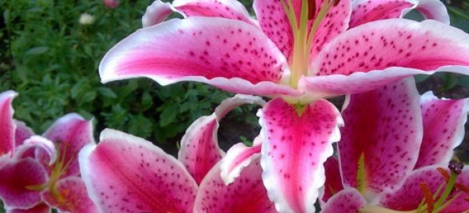 Лилия – описание, выращивание, виды, сорта, уход, где растет, фото
