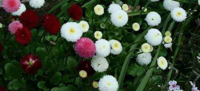 Цветы “Маргаритки”: фото, посадка и уход в открытом грунте