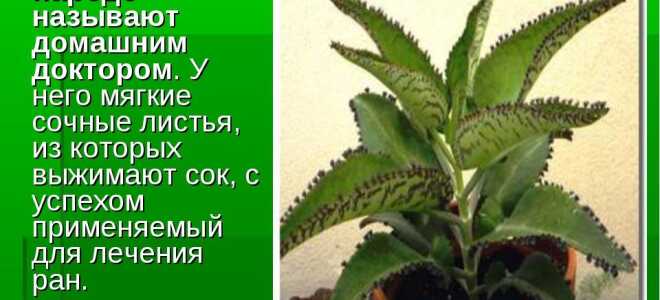 Как размножить каланхоэ в домашних условиях