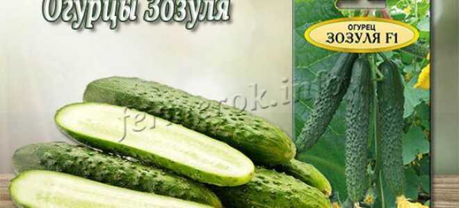 Огурец “Зозуля”: описание сорта, фото, отзывы