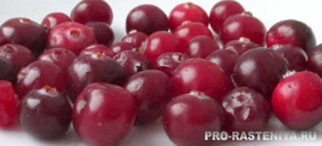 Клюква – описание, выращивание, виды, сорта, уход, где растет, фото