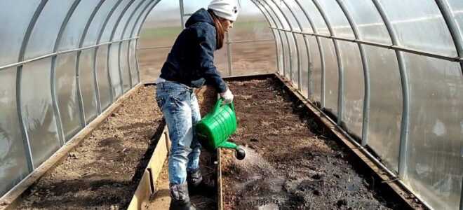 Как вырастить баклажаны в теплице