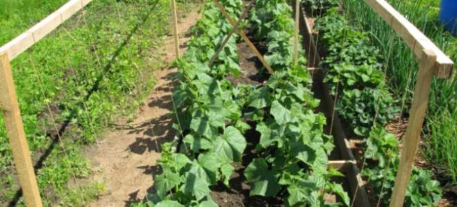 Подготовка грядки для огурцов в открытом грунте