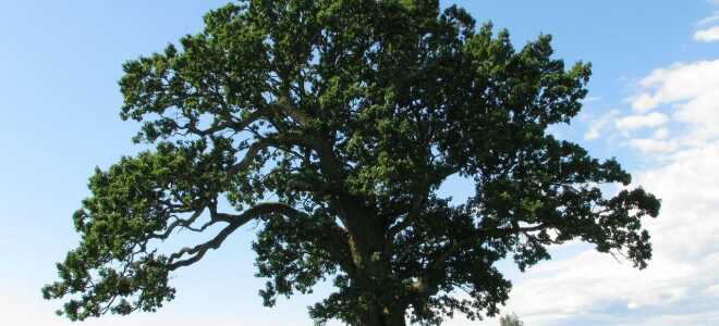 Как вырастить дуб из желудя в домашних условиях