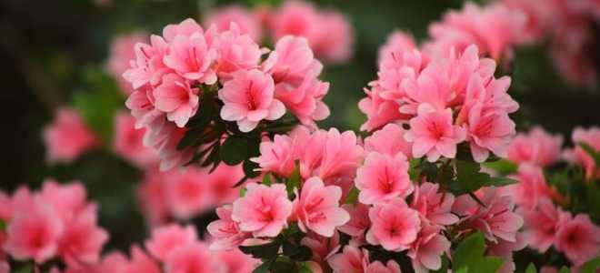 Азалия – описание, выращивание, виды, сорта, уход, где растет, фото