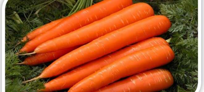 Морковь “Королева осени”: описание сорта, фото, отзывы