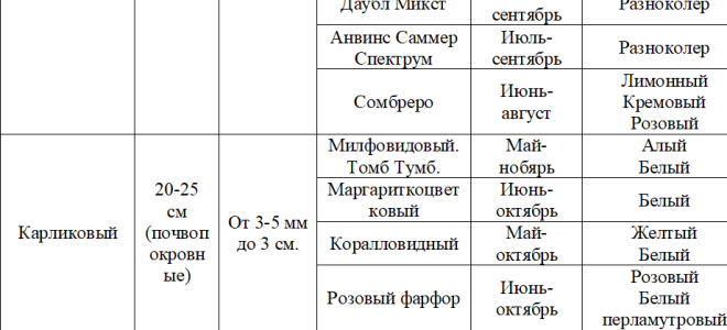 Гелихризум: посадка, выращивание из семян и уход в открытом грунте + фото