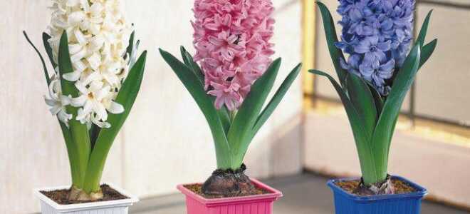 Гиацинт: фото, посадка и уход в открытом грунте