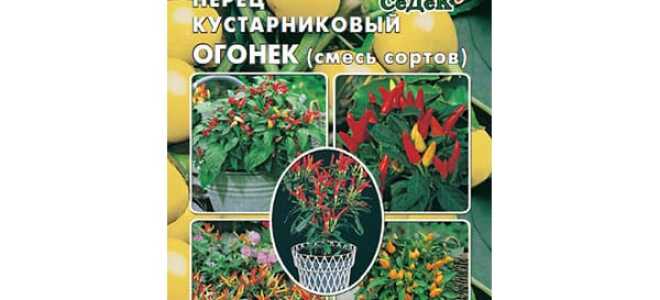 Перец Огонек на подоконнике: выращивание, посадка и уход